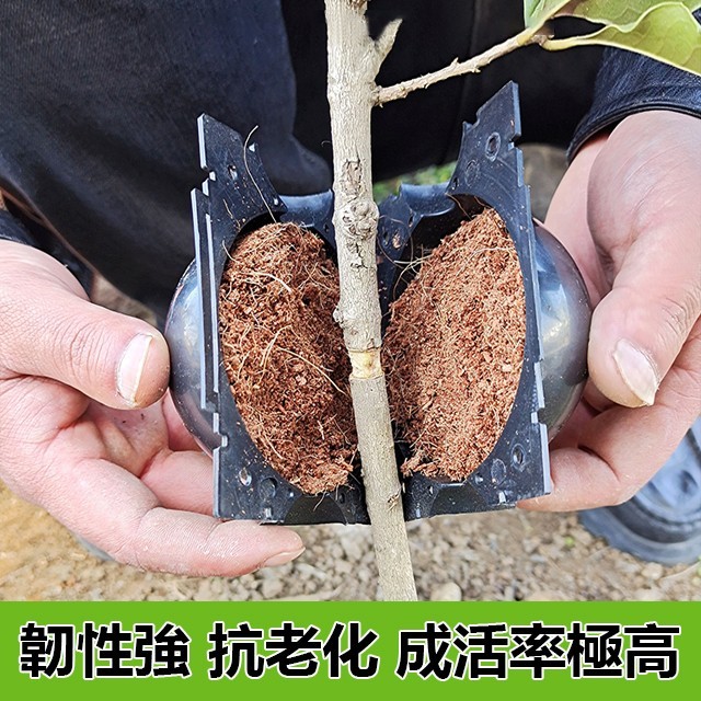 植物高壓生根繁殖器扦插嫁接盒,價格低至39!高溫高壓、快速促生根係、成活率高 植物高壓生根繁殖器扦插嫁接盒,價格低至39!高溫高壓、快速促生根係、成活率高