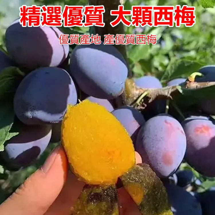 【瘦身神器】西梅膳食纖維果凍【官方店限時搶購】【原價NT$1298】 【貨到付款】【促銷僅NT$799】。免運費+支持七天無理由退換貨!發現非正品,商家承擔來回運費! 【瘦身神器】西梅膳食纖維果凍【官方店限時搶購】【原價NT$1298】 【貨到付款】【促銷僅NT$799】。免運費+支持七天無理由退換貨!發現非正品,商家承擔來回運費!